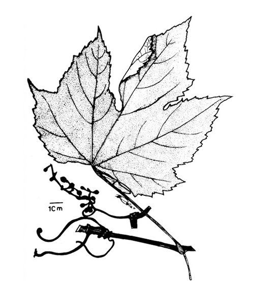 Natural compounds from  Vitis vinifera